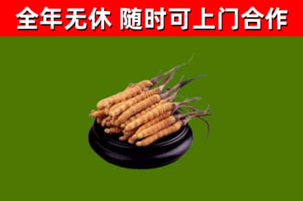 定安县回收冬虫夏草